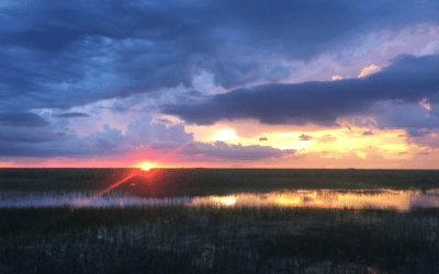 How Your Sugar Consumption Affects What You See on a Sunset Airboat Tour of the Everglades