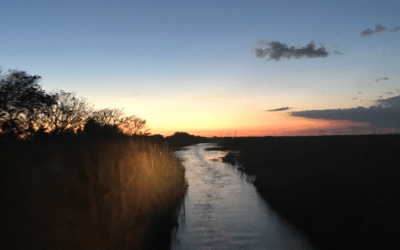 Everglades National Park: Unique Beauty That Needs Protected