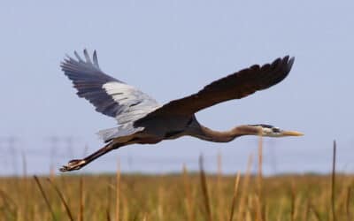 Migrating Birds in the Everglades
