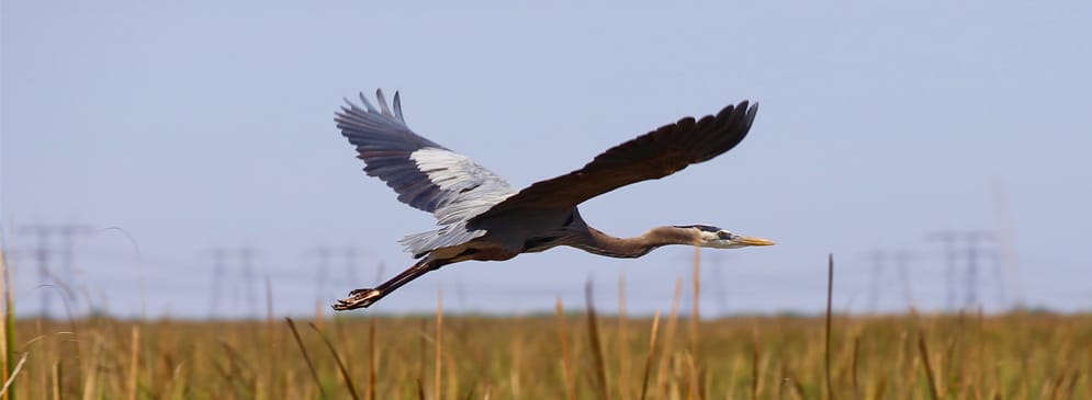 Migrating Birds in the Everglades