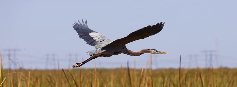 What Wildlife Can You See During an Airboat Ride?