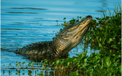 4 Reasons Why You Should Go On Airboat Tours in Fort Lauderdale