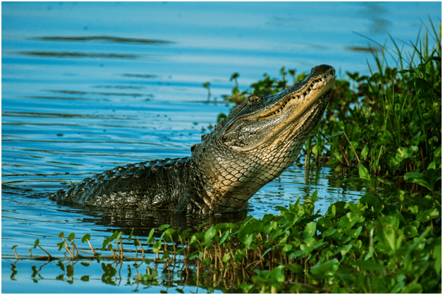 4 Reasons Why You Should Go On Airboat Tours in Fort Lauderdale