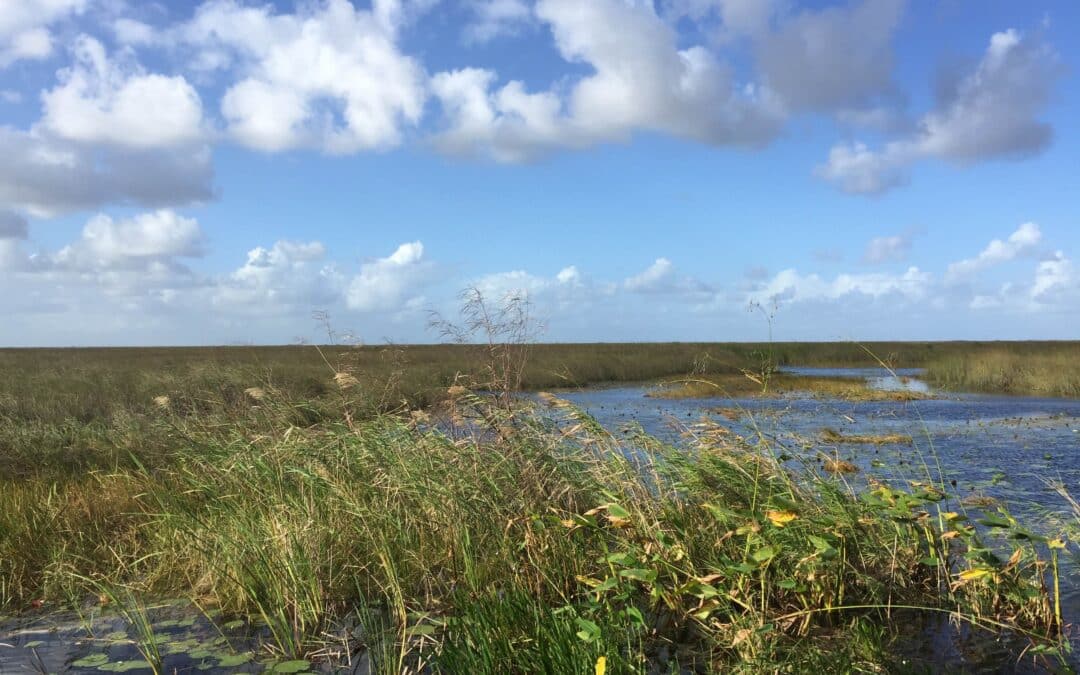 Endangered Plants of the Everglades