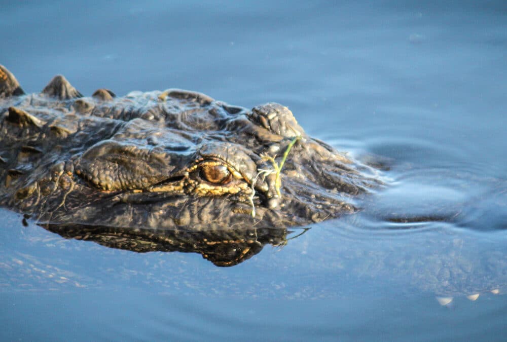 Alligator Tour Airboat Rides