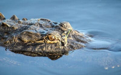 Alligator Tour Airboat Rides