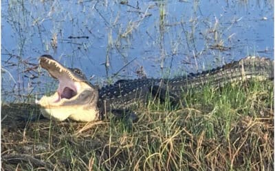 Fun Facts About the American Crocodile in the Florida Everglades