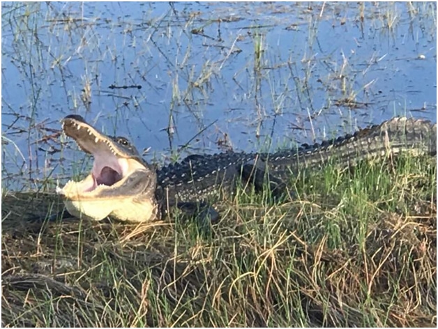 Are Airboat Tours Safe in the Everglades?