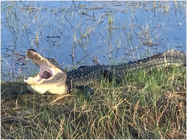 Fun Facts About the American Crocodile in the Florida Everglades