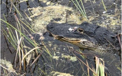 Fun Facts About the American Alligator