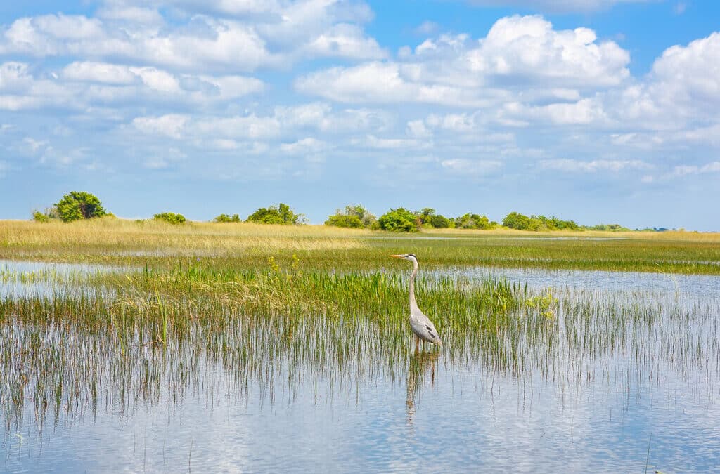 All About Saw Palmettos in the Everglades
