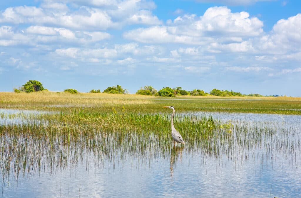 All About Saw Palmettos in the Everglades