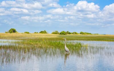 All About Saw Palmettos in the Everglades