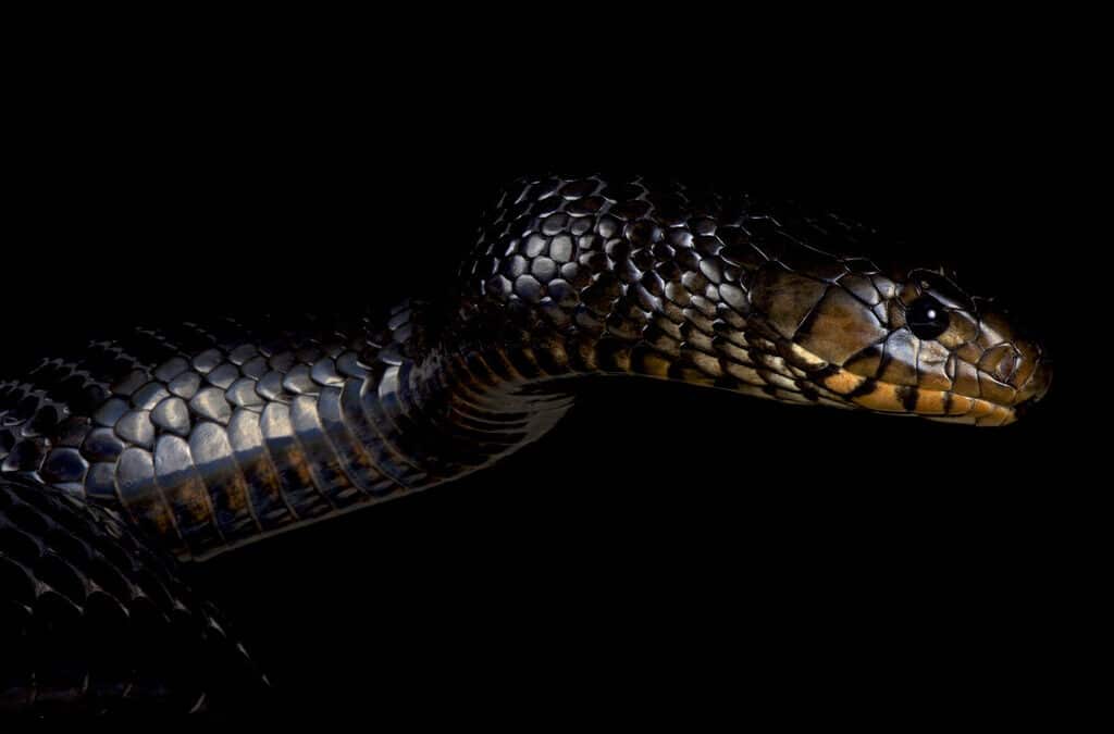 Fun Facts about the Eastern Indigo Snake
