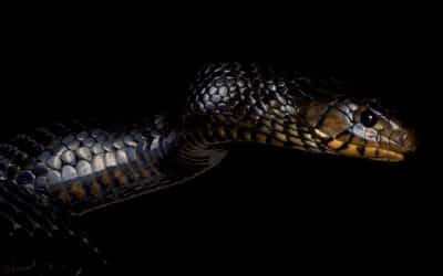 Fun Facts about the Eastern Indigo Snake