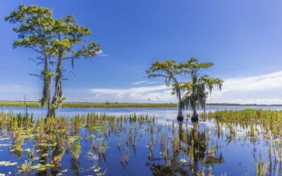 Why Go Bow Fishing on an Airboat Tour in Fort Lauderdale