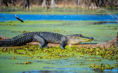 Gators and Crocs You Might See on an Alligator Airboat Tour in Fort Lauderdale