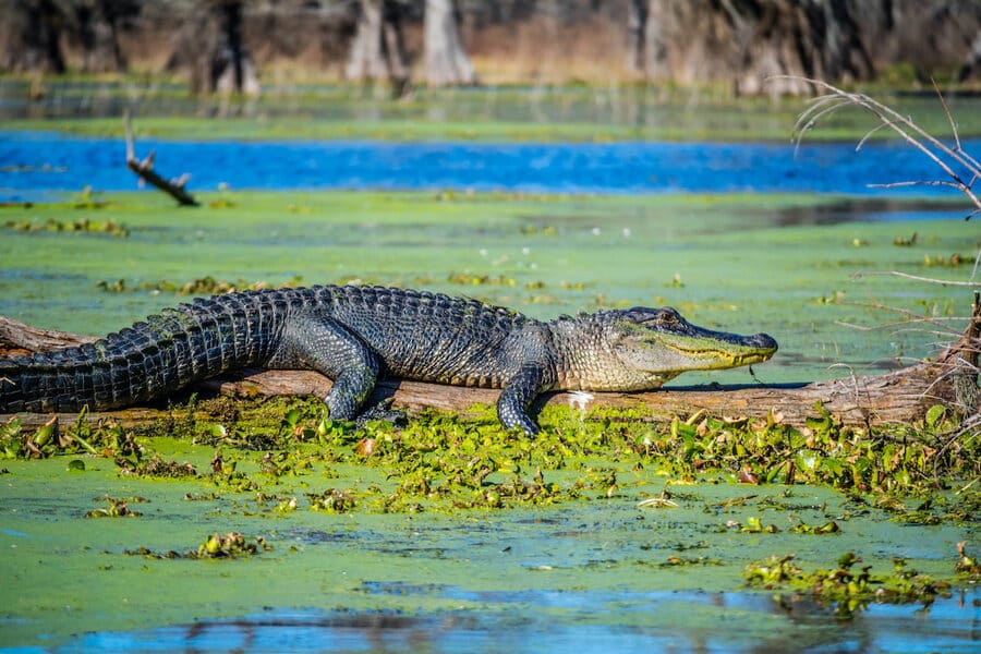 Gators and Crocs You Might See on an Alligator Airboat Tour in Fort Lauderdale