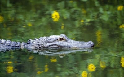 5 Reasons to Take an Alligator Tour in Fort Lauderdale