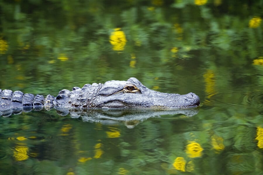 5 Reasons to Take an Alligator Tour in Fort Lauderdale