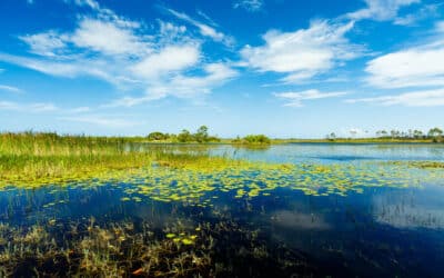 What to Bring With You on an Everglades Tour in Fort Lauderdale