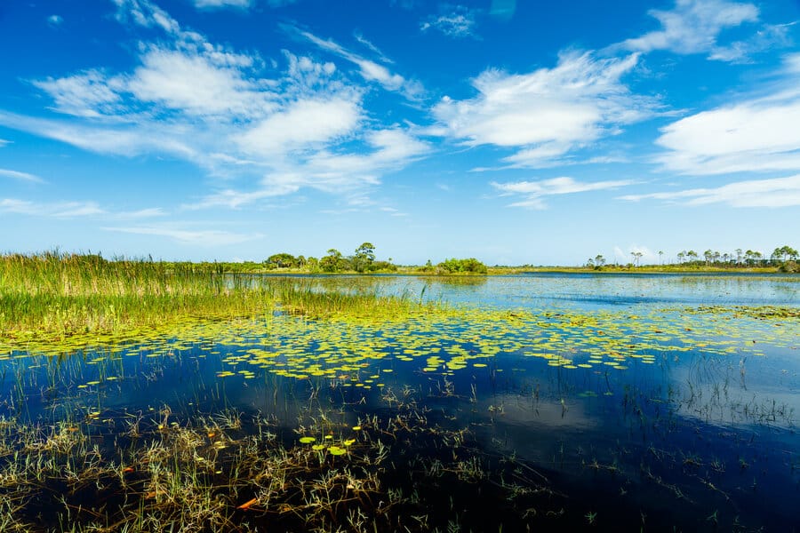 Visit a Florida nature preserve with Fort Lauderdale airboat tours.