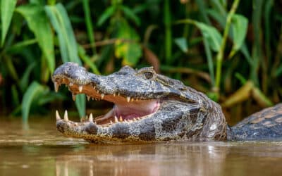 Why You Should Take an Alligator Tour in Fort Lauderdale