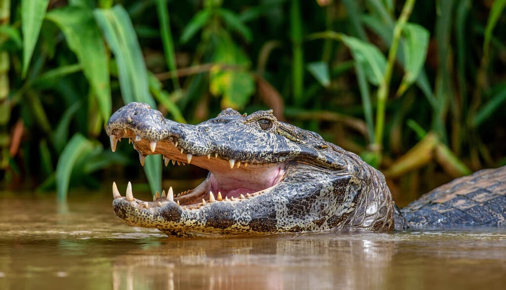 Why You Should Take an Alligator Tour in Fort Lauderdale