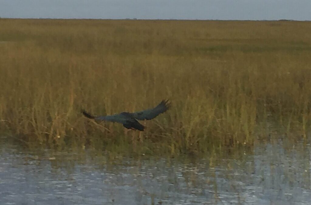 Non-Native Plants Threatening the Everglades