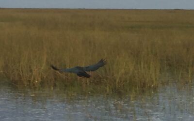 Non-Native Plants Threatening the Everglades