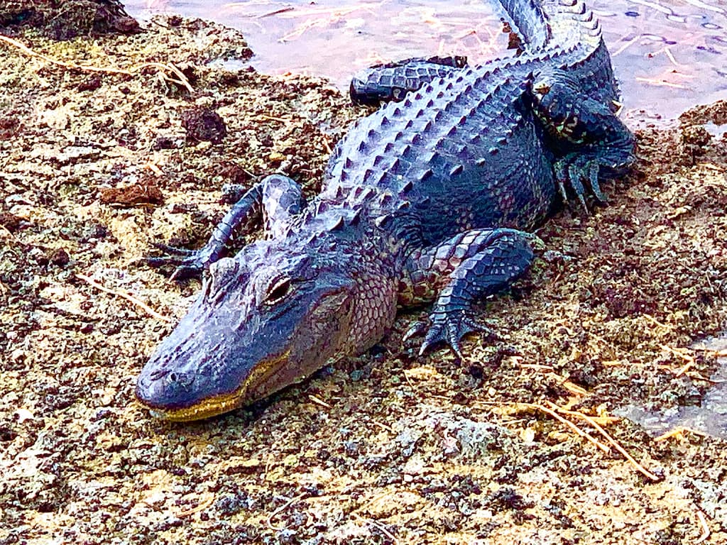 airboat excursions florida