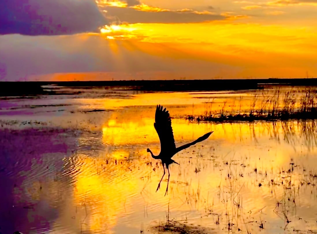 night airboat tours